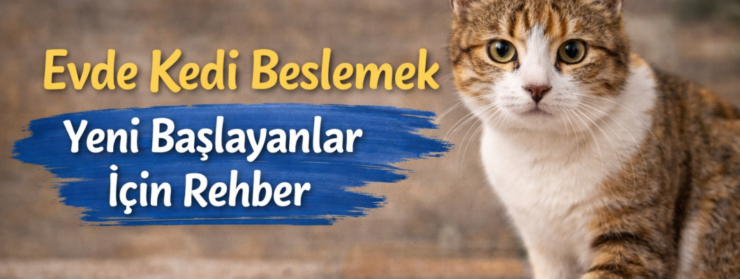 Evde Kedi Beslemek: Yeni Başlayanlar İçin Rehber